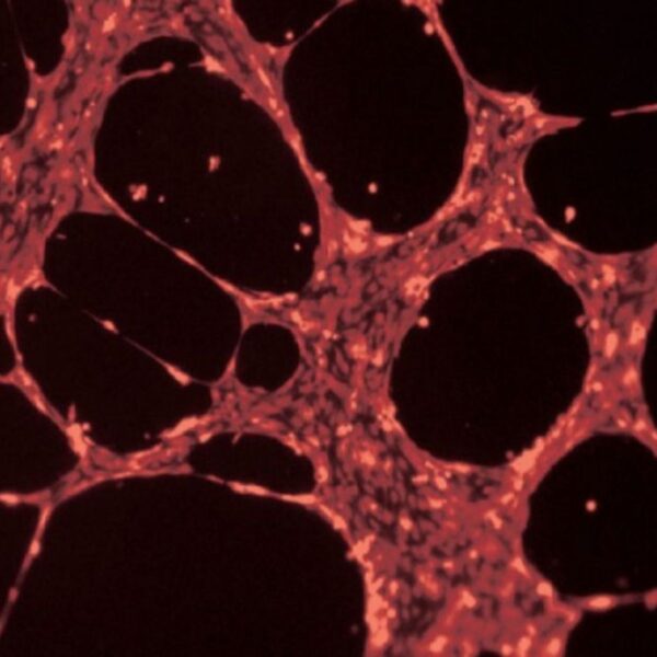 Copy of 0219 Copy of 0219