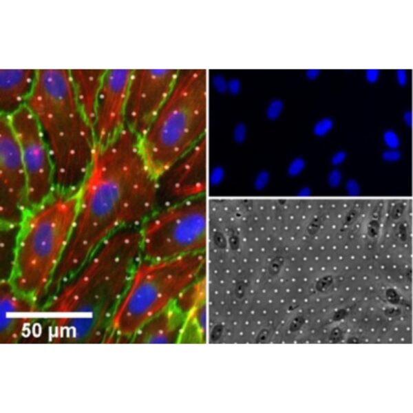 Copy of 0219 (9) Copy of 0219 (9)