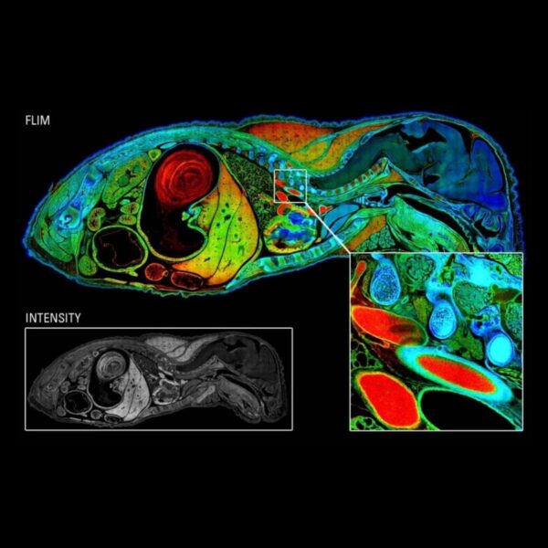 mage_Product_TEC_INS_Leica_StellarisFalcon_1200x1200_JPG_02 mage_Product_TEC_INS_Leica_StellarisFalcon_1200x1200_JPG_02