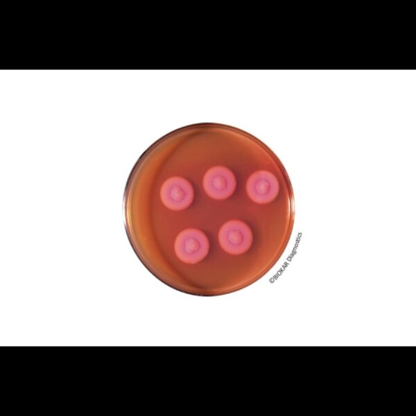 Image_TEC_INS_Biokar_Dehydrated_03_1000x665_JPG.jpg Image_TEC_INS_Biokar_Dehydrated_03_1000x665_JPG.jpg